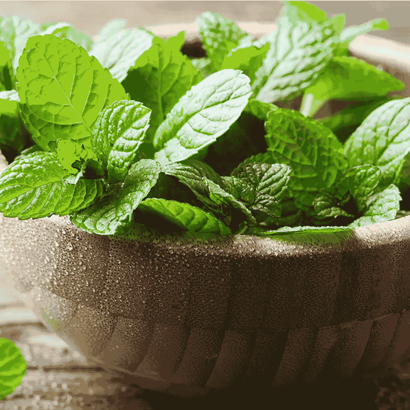 Mellow Mint CBD Oil Organic Broad-Spectrum - SourceCBDOil