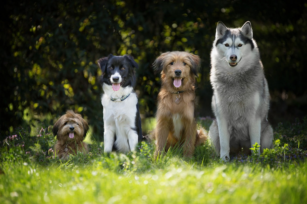 Four dogs of different breeds sitting on grass with a blurred natural background
